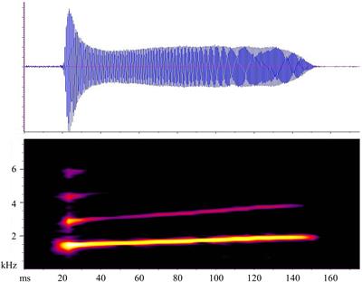 Older males whistle better: Age and body size are encoded in the mating calls of a nest-building amphibian (Anura: Leptodactylidae)